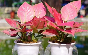 5 Best Feng Shui Plants to Attract Wealth and Prosperity into Your Home This New Year for Good Luck and Positive Energy - image 2