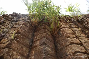 Remarkable Columnar Basalt Formations Discovered in Quang Nam - image 4