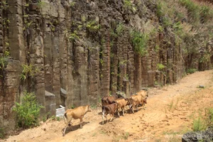 Remarkable Columnar Basalt Formations Discovered in Quang Nam - image 0