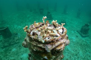 Restoring the Blue: The Innovative Coral Reef Reconstruction Project Transforming the Caribbean Sea Ecosystem - image 7