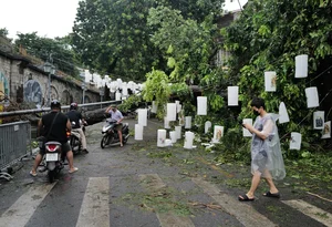 Hanoi's Iconic 'Check-in Trees' Before and After the Storm - image 4
