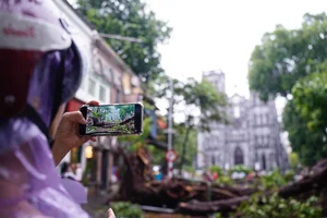 Hanoi's Iconic 'Check-in Trees' Before and After the Storm - image 0