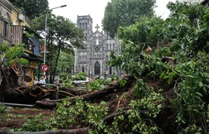 Hanoi's Iconic 'Check-in Trees' Before and After the Storm - image 5