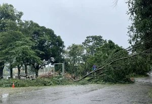 Hanoi's Iconic 'Check-in Trees' Before and After the Storm - image 3