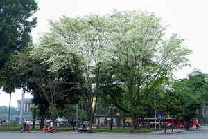 Hanoi's Iconic 'Check-in Trees' Before and After the Storm - image 1