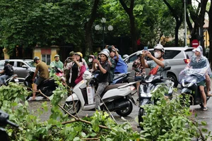 Hanoi's Iconic 'Check-in Trees' Before and After the Storm - image 7