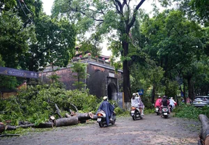 Hanoi's Iconic 'Check-in Trees' Before and After the Storm - image 11