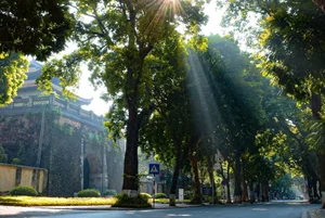 Hanoi's Iconic 'Check-in Trees' Before and After the Storm - image 6