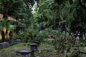 Hanoi's Iconic 'Check-in Trees' Before and After the Storm - image 8