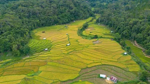 Exploring the Golden Harvest: The Stunning Terraced Fields of Mang Den in Autumn - image 4