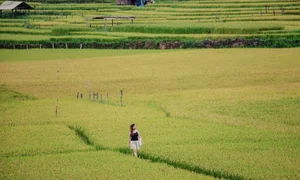 Exploring the Golden Harvest: The Stunning Terraced Fields of Mang Den in Autumn - image 0