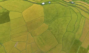 Exploring the Golden Harvest: The Stunning Terraced Fields of Mang Den in Autumn - image 6