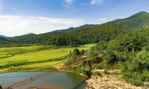 Exploring the Golden Harvest: The Stunning Terraced Fields of Mang Den in Autumn - image 3