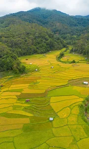 Exploring the Golden Harvest: The Stunning Terraced Fields of Mang Den in Autumn - image 5
