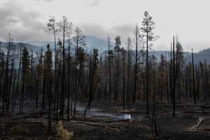 Devastating Wildfires Ravage Famous Tourist Town: A Visual Report on the Environmental Impact - image 12