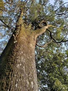 Protecting Vietnam's Heritage: Ancient Fujian Cypress and Po Mu Trees - image 1