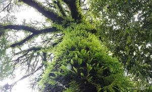 Protecting Vietnam's Heritage: Ancient Fujian Cypress and Po Mu Trees - image 7