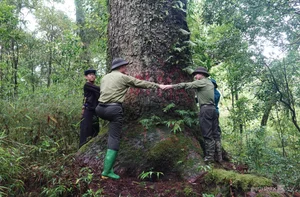 Protecting Vietnam's Heritage: Ancient Fujian Cypress and Po Mu Trees - image 5