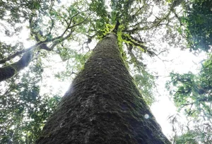 Protecting Vietnam's Heritage: Ancient Fujian Cypress and Po Mu Trees - image 10