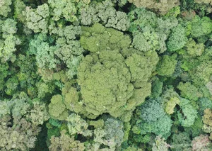 Protecting Vietnam's Heritage: Ancient Fujian Cypress and Po Mu Trees - image 9