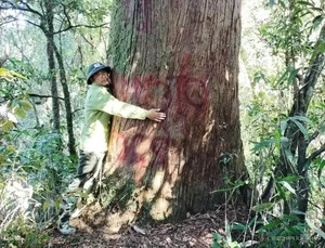 Protecting Vietnam's Heritage: Ancient Fujian Cypress and Po Mu Trees - image 0