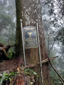 Protecting Vietnam's Heritage: Ancient Fujian Cypress and Po Mu Trees - image 2