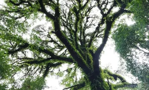 Protecting Vietnam's Heritage: Ancient Fujian Cypress and Po Mu Trees - image 4