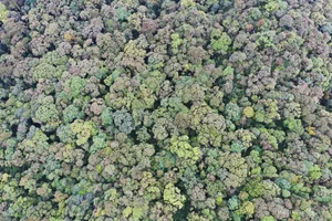 Protecting Vietnam's Heritage: Ancient Fujian Cypress and Po Mu Trees - image 8