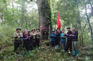 Protecting Vietnam's Heritage: Ancient Fujian Cypress and Po Mu Trees - image 6