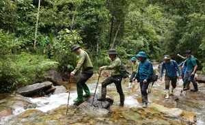 Protecting Vietnam's Heritage: Ancient Fujian Cypress and Po Mu Trees - image 3