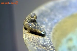 Exploring the Unique Symbolism of Bird Imagery in Precious Vietnamese Antiques - image 8