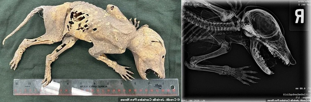 The Mystery of the Chupacabra: Investigating the Legend of the Goat-Sucker