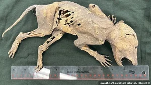 The Mystery of the Chupacabra: Investigating the Legend of the Goat-Sucker - image 7
