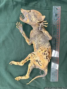 The Mystery of the Chupacabra: Investigating the Legend of the Goat-Sucker - image 4