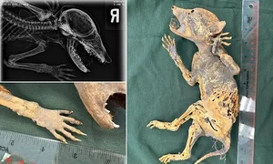 The Mystery of the Chupacabra: Investigating the Legend of the Goat-Sucker - image 2