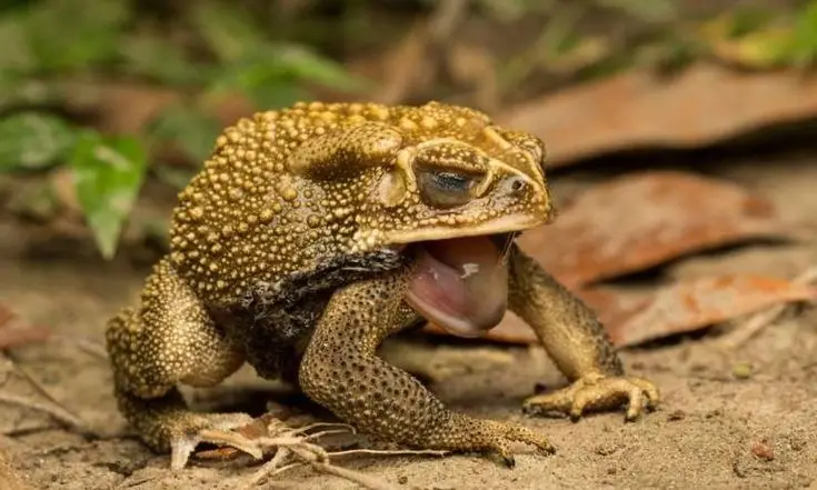 Unraveling the Terror: The Giant Cane Toad - World's Most Dangerous Invasive Species.