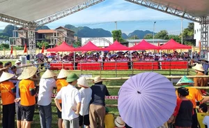 The Traditional Goat Fighting Festival in Ninh Binh: A Unique Cultural Spectacle in Northern Vietnam - image 2