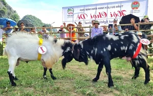The Traditional Goat Fighting Festival in Ninh Binh: A Unique Cultural Spectacle in Northern Vietnam - image 10