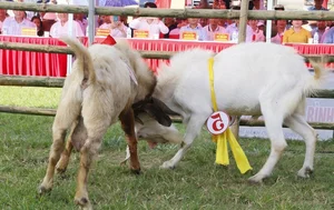 The Traditional Goat Fighting Festival in Ninh Binh: A Unique Cultural Spectacle in Northern Vietnam - image 7