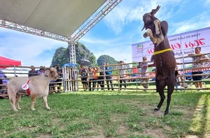 The Traditional Goat Fighting Festival in Ninh Binh: A Unique Cultural Spectacle in Northern Vietnam - image 9