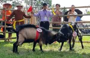 The Traditional Goat Fighting Festival in Ninh Binh: A Unique Cultural Spectacle in Northern Vietnam - image 8