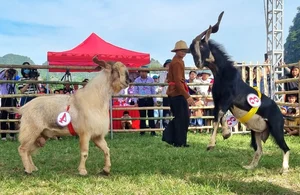 The Traditional Goat Fighting Festival in Ninh Binh: A Unique Cultural Spectacle in Northern Vietnam - image 5
