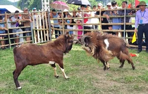 The Traditional Goat Fighting Festival in Ninh Binh: A Unique Cultural Spectacle in Northern Vietnam - image 4