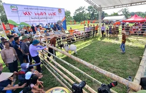 The Traditional Goat Fighting Festival in Ninh Binh: A Unique Cultural Spectacle in Northern Vietnam - image 1
