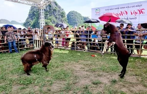 The Traditional Goat Fighting Festival in Ninh Binh: A Unique Cultural Spectacle in Northern Vietnam - image 6