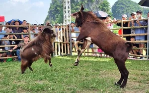 The Traditional Goat Fighting Festival in Ninh Binh: A Unique Cultural Spectacle in Northern Vietnam - image 11