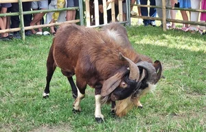 The Traditional Goat Fighting Festival in Ninh Binh: A Unique Cultural Spectacle in Northern Vietnam - image 3