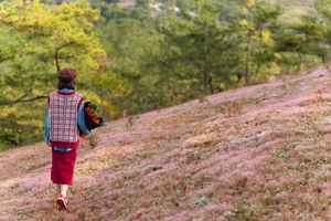Experience the Magic of Da Lat’s Pink Grass Season: A Dreamy Winter Travel Guide to Vietnam’s Most Picturesque Highland Landscapes - image 1
