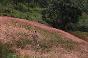 Experience the Magic of Da Lat’s Pink Grass Season: A Dreamy Winter Travel Guide to Vietnam’s Most Picturesque Highland Landscapes - image 11