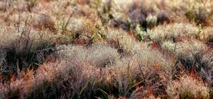 Experience the Magic of Da Lat’s Pink Grass Season: A Dreamy Winter Travel Guide to Vietnam’s Most Picturesque Highland Landscapes - image 12